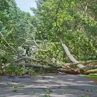 2024-01 Baum auf Straße (Beispielbild).jpg